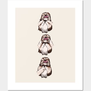 No Evil Shih Tzu Posters and Art